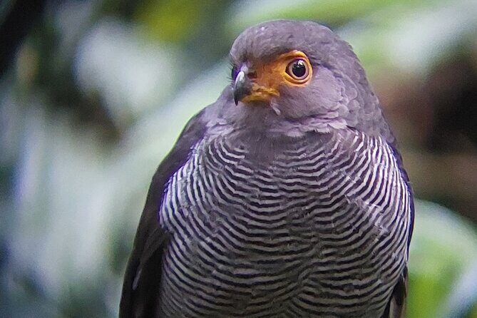 Guided tour in the Curicancha Reserve - Key Points