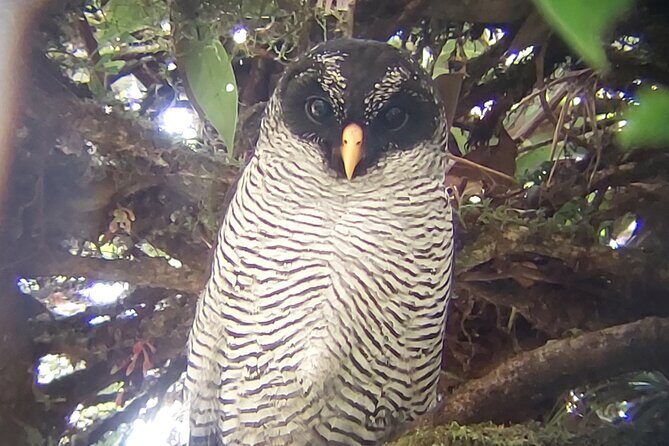 Guided tour in the Curicancha Reserve - FAQ