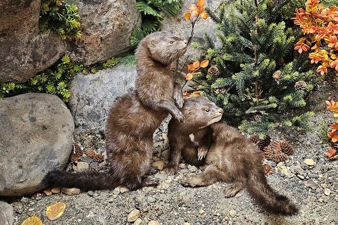 Guided Tour in Wildlife Gallery - Final Thoughts: Is This Tour for You?