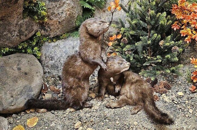 Guided Tour in Wildlife Gallery - Frequently Asked Questions