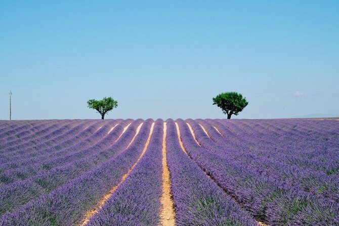 GUIDED TOUR: Lavender fields, the Gorges du Verdon - Key Points