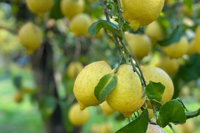 Guided tour of a historic lemon grove in Sorrento - Exploring the Lemon Grove Tour in Sorrento