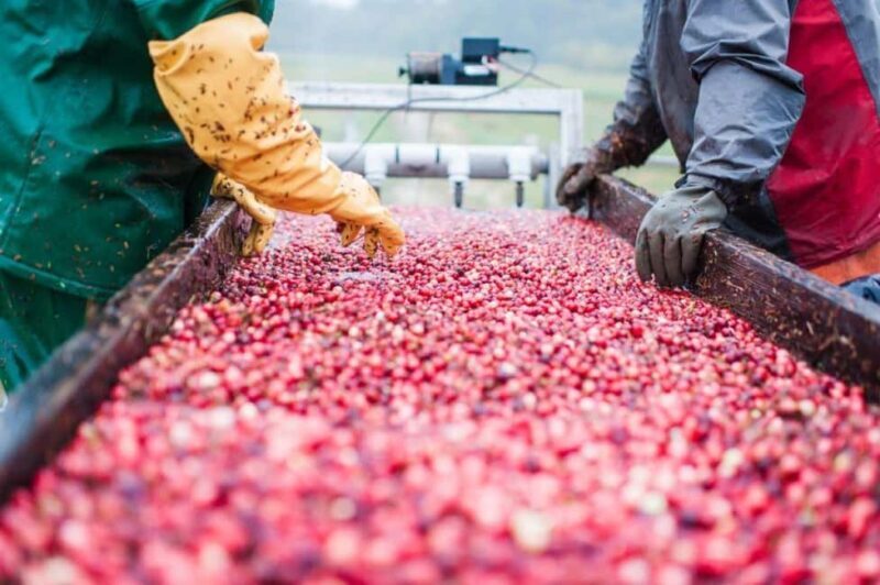 Guided Tour of a Local New England Cranberry Farm - The Details of the Cranberry Farm Tour