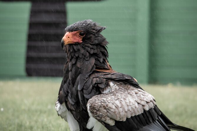 Guided Tour of Aillwee Cave and Visit to the Birds of Prey Centre - The Sum Up