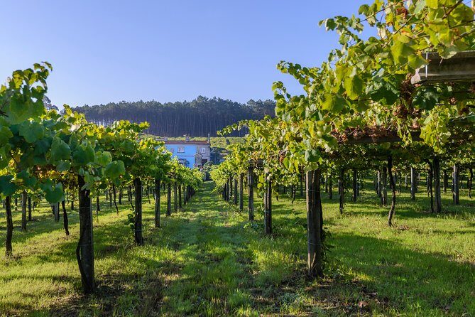 Guided tour of Bodegas Granbazán - In-Depth Review of the Bodegas Granbazán Tour