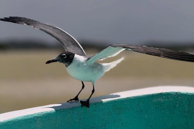 Guided Tour Of Las Coloradas, Rio Lagartos And See Crocodiles - Final Thoughts: Who Would Love This Tour?