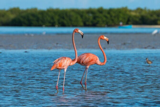 Guided Tour Of Las Coloradas, Rio Lagartos And See Crocodiles - Frequently Asked Questions