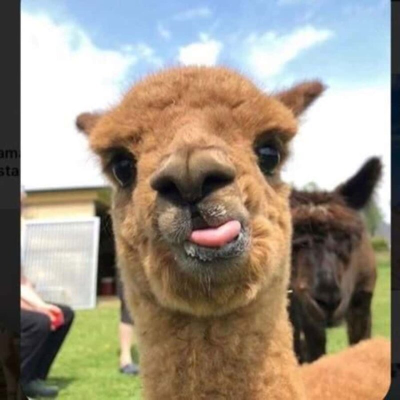 Guided tour of Machu Picchu from Aguas Calientes - Who This Tour Is Best For