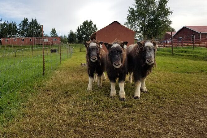 Guided Tour of Musk Ox Farm & Scenic Drive from Anchorage - Key Points