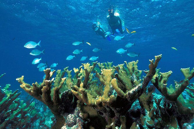 Guided Tour of Puerto Morelos Reefs with Snorkeling Experience - Frequently Asked Questions