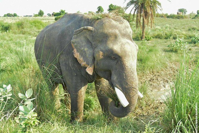 Guided Tour of Taj Agra Fort & Wildlife SOS from Jaipur transfers - Deep Dive: What Makes This Tour Stand Out