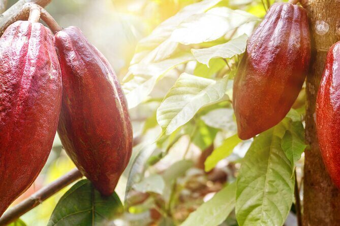 Guided tour of the Artisan Chocolate Factory in Tuscany - Final Thoughts: Why It’s a Sweet Choice