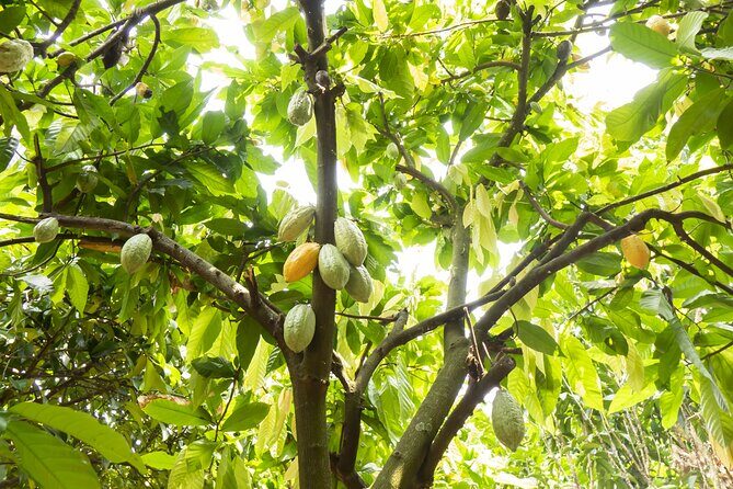 Guided tour of the Artisan Chocolate Factory in Tuscany - FAQ