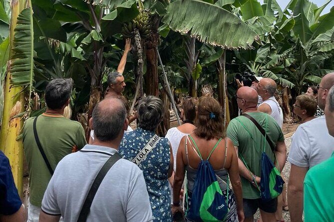 Guided tour of the Banana World - Guided tour of the Banana World