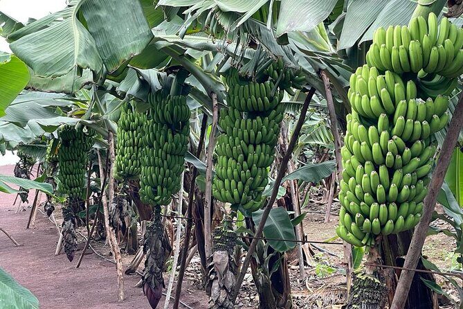Guided tour of the Banana World - Key Points