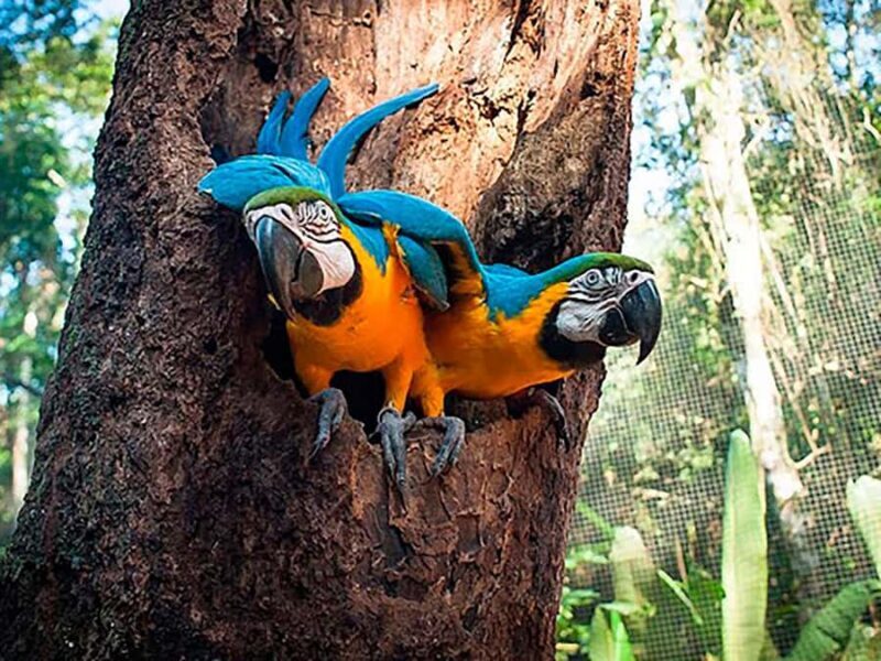 Guided Tour of the Bird Park (VIP) - Key Points