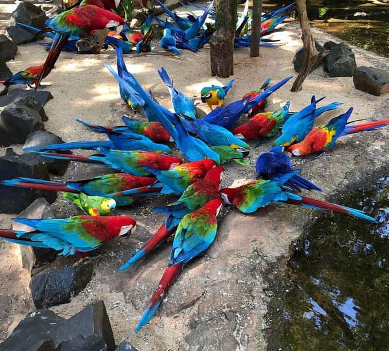 Guided Tour of the Bird Park (VIP) - FAQ
