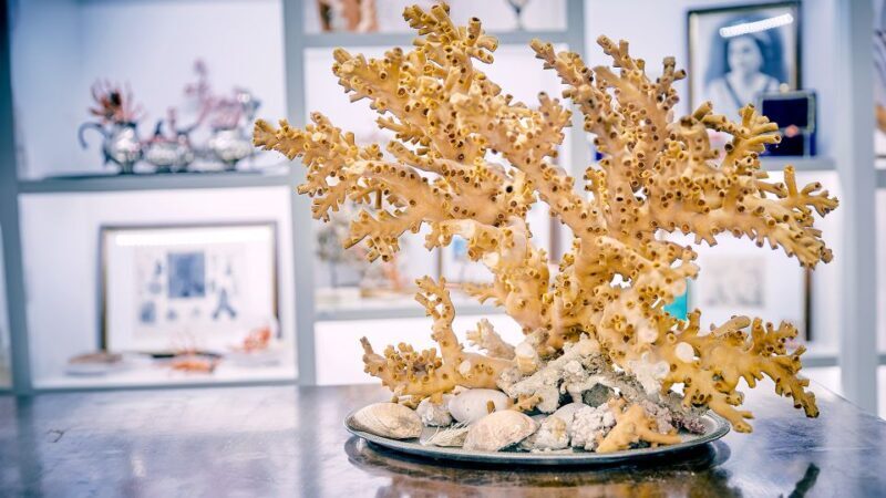 Guided tour of the coral museum in Sciacca - Key Points