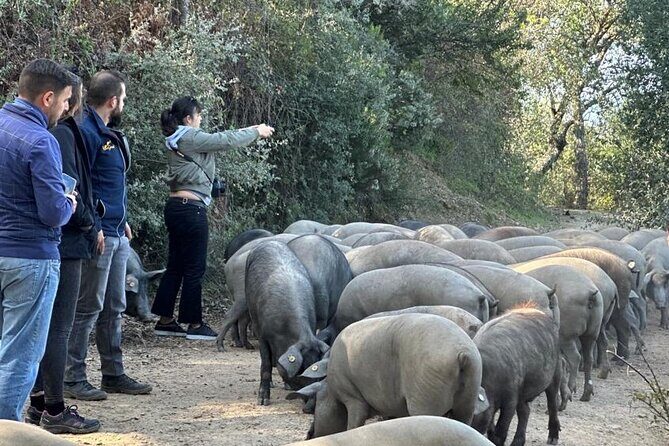 Guided Tour of the Genal Valley - Discovering the Heart of Andalucia: The Tour Itinerary in Detail