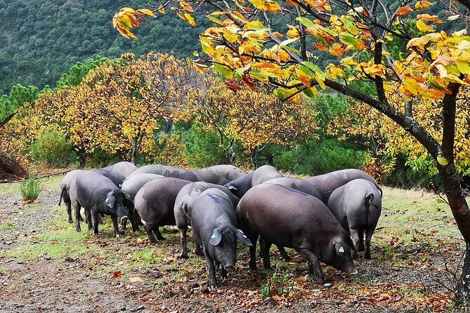 Guided Tour of the Genal Valley - Authenticity and Value: Why This Tour Stands Out