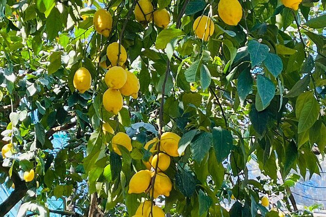 Guided tour of the history and tradition of the Sorrento lemon - A Detailed Look at the Sorrento Lemon Tour