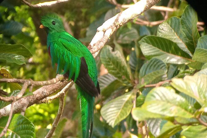 Guided Tour of the Monteverde Cloud Forest - Key Points