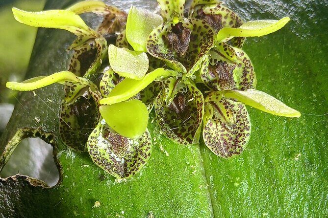 Guided Tour of the Monteverde Cloud Forest - An Authentic Look at the Monteverde Cloud Forest