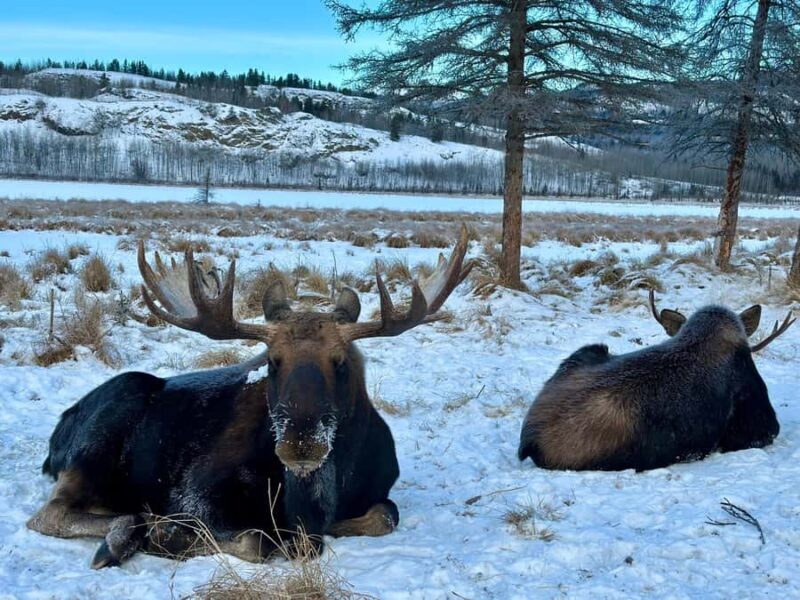 Guided Tour of the Yukon Wildlife Preserve - What the Tour Looks Like in Detail