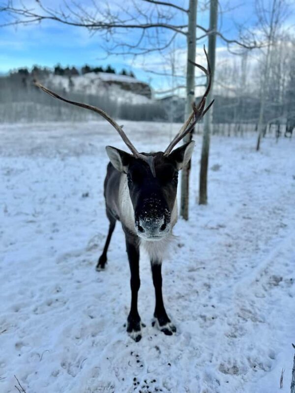 Guided Tour of the Yukon Wildlife Preserve - The Value of the Yukon Wildlife Preserve Tour