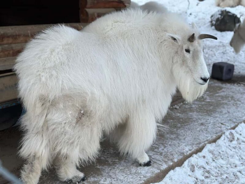 Guided Tour of the Yukon Wildlife Preserve - Who Should Consider This Tour?