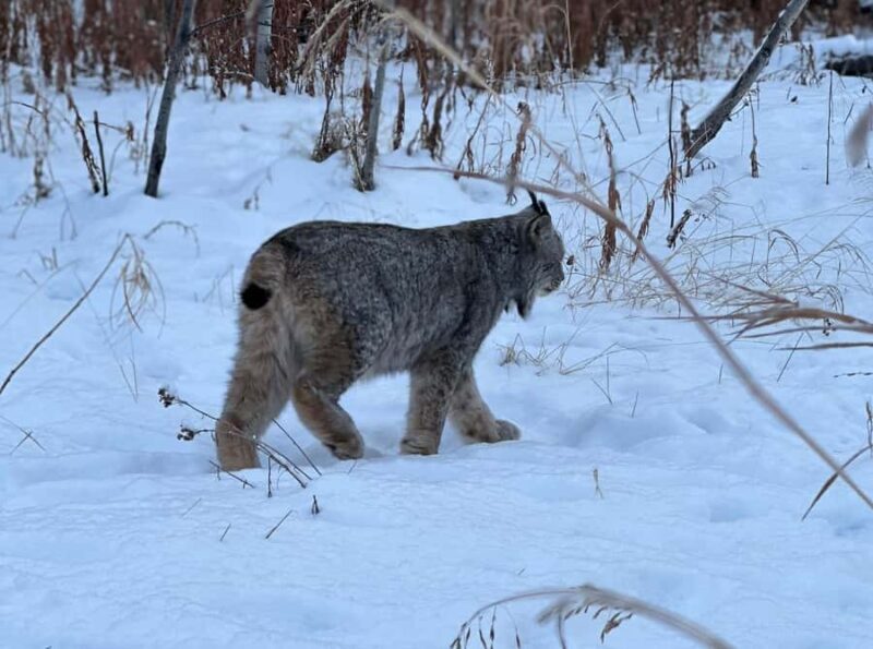 Guided Tour of the Yukon Wildlife Preserve - The Sum Up