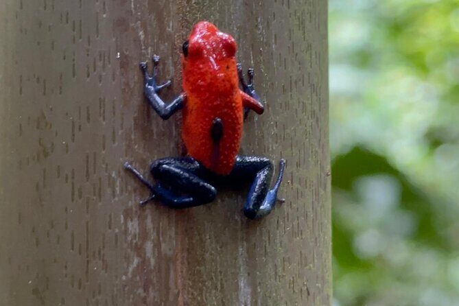 Guided Tour to Arenal Mistico Hanging Bridges with Transfer - Final Thoughts