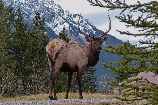 Guided Tour to Banff Highlights & Wildlife With Gondola Admission - Exploring Banff with a Local’s Perspective