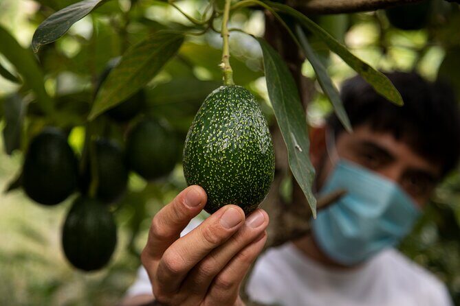 Guided Tour to the only coffee farm in Europe - Key Points