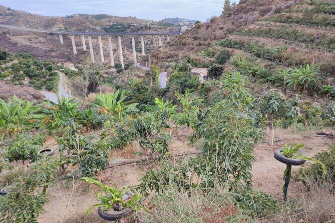 Guided Tour to the only coffee farm in Europe - A Detailed Look at the Experience