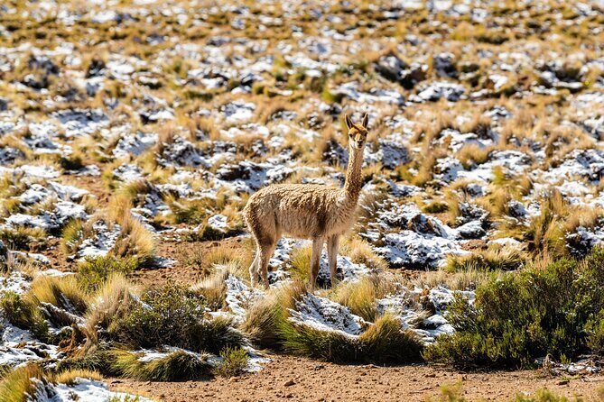 Guided tour to the Tatio Geyser breakfast at Geyser Blanco - Key Points