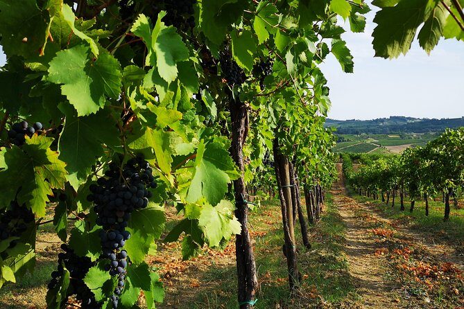 Guided tour with wine tasting - Experience the Heart of Lombardy’s Wine with a Guided Tour and Tasting