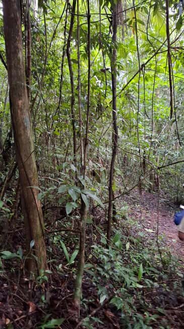 Guided visit in the Palenque jungle (Palenque National Park) - The Sum Up