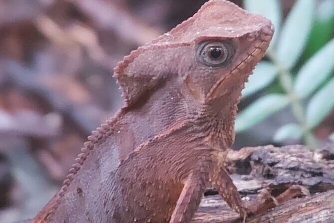 Guided Visit to Manuel Antonio National Park - A Detailed Look at the Guided Tour Experience