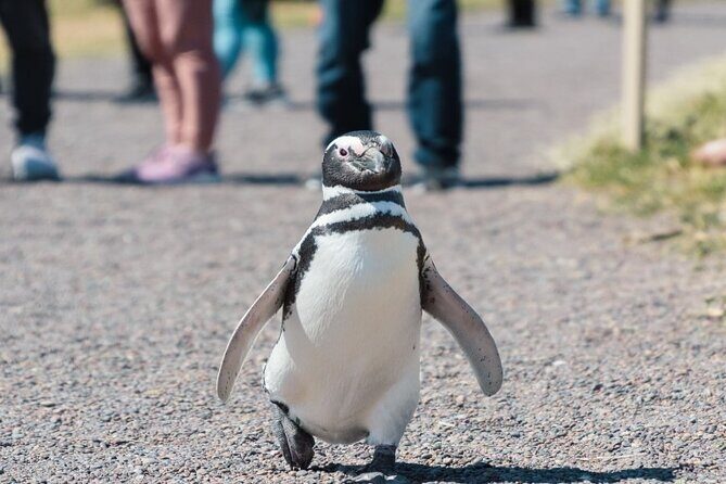 Guided Visit to Punta Tombo for Cruises Includes Snack - Key Points