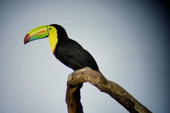 Guided walk Monteverde Biological Reserve-John's Nature Tours- - Key Points