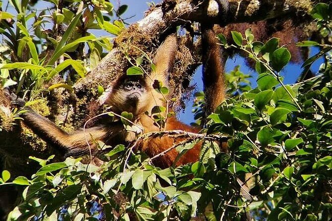 Guided walk Monteverde Biological Reserve-John's Nature Tours- - FAQ