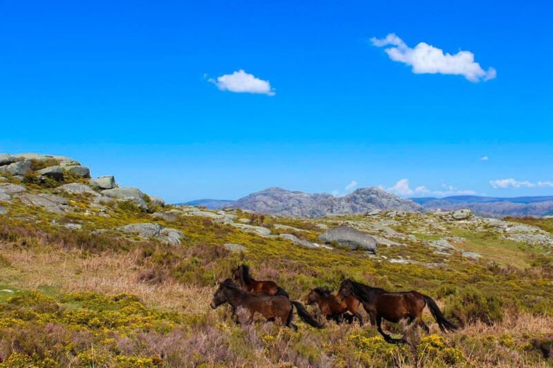 Guided Walk & Picnic Peneda Gerês National Park - The Sum Up