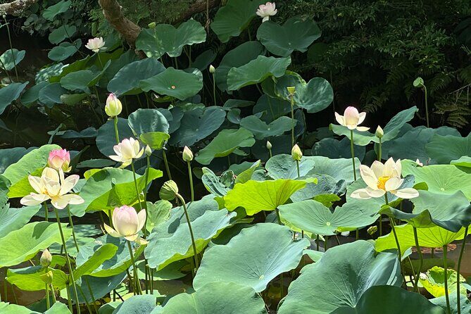 Guided Walking Tour in Kyoto - Key Points