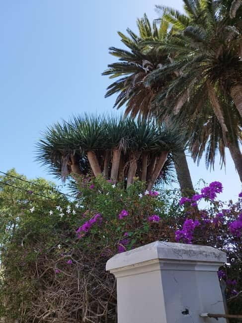 Guided walking tour in La Orotava 1:30 min, Tenerife - An In-Depth Look at the La Orotava Guided Walking Tour