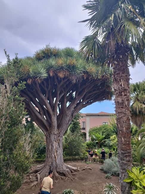 Guided walking tour in La Orotava 1:30 min, Tenerife - The Sum Up