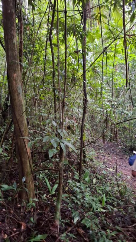Guided walking tour in the Palenque jungle (Palenque National Park) - Experience the Hidden Wonders of Palenques Jungle on a Guided Walk