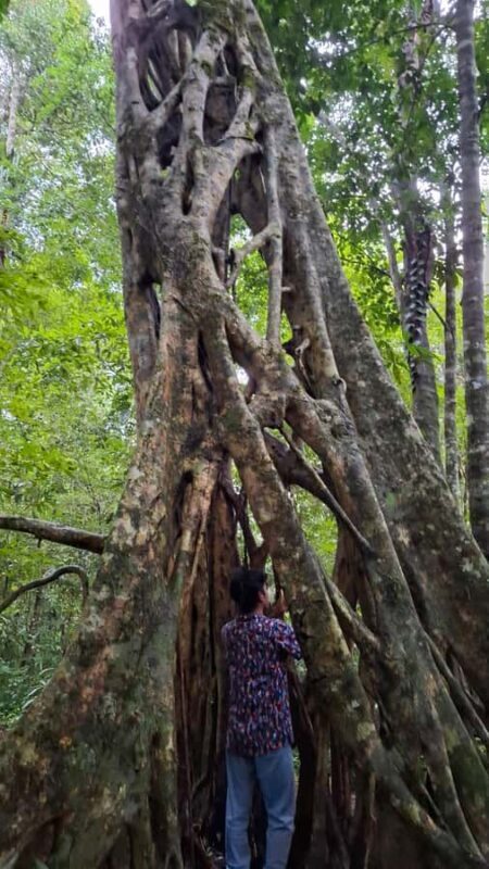 Guided walking tour in the Palenque jungle (Palenque National Park) - Who Is This Tour Best For?