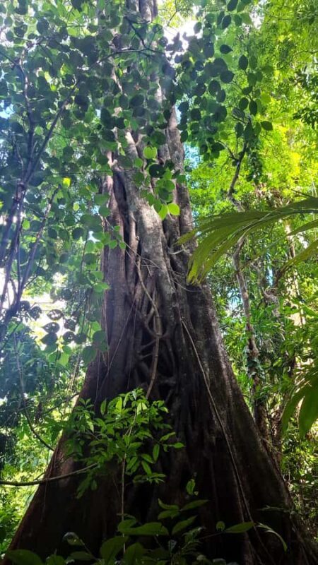 Guided walking tour in the Palenque jungle (Palenque National Park) - FAQs