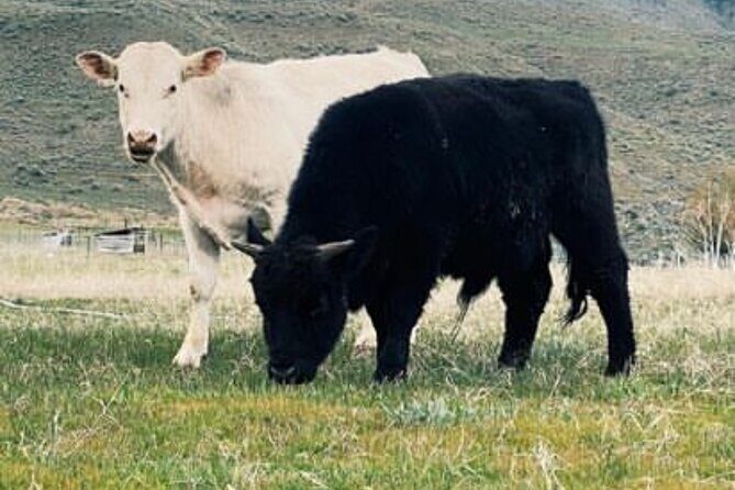 Guided Walking Tour of Methow Meadows and Meet the Animals - A Deep Dive into the Methow Meadows Guided Tour